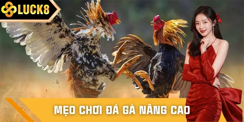 Chiến thuật nên áp dụng để chọn chiến kê khỏe